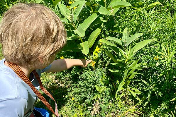 Young child pointing out milkweed in a prairie